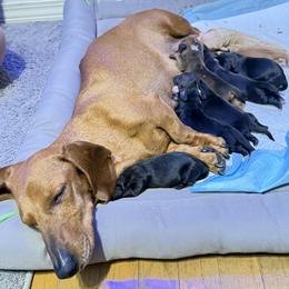 Dachshund puppies from Jes & 3 weens