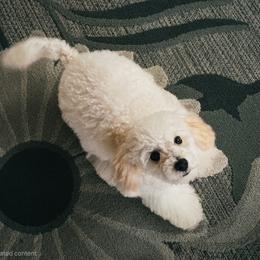 Maltipoo and Poodle All Grown Up from Cowgirl's Legacy Maltipoos