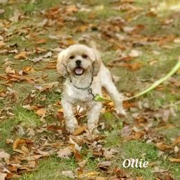 Ollie - Lhasa Apso