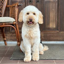 Miso - Goldendoodle