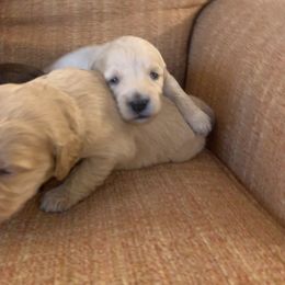 Goldendoodle Puppies from Blue Valley Goldendoodles