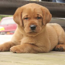 Havanese and Labrador Retriever Puppies from Hudson Valley Labradors and Havanese of Claverack