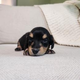 Rose - Black and cream female Dachshund puppy in Dighton, Massachusetts from Powerdox Dachshunds