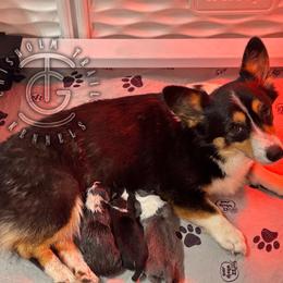 Boy 2 - Black and tan male American Corgi puppy in Hico, Texas from Chisholm Trail Kennels