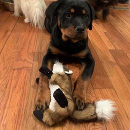 Rottweiler Puppies from Vom Arnold-Hause Rottweilers