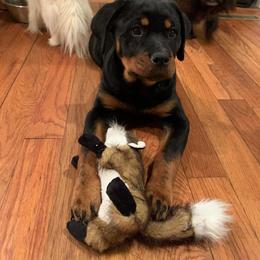 Rottweiler Puppies from Vom Arnold-Hause Rottweilers