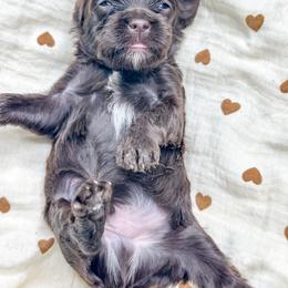 Male 1 - Brown male Cockapoo puppy in Otisville, Michigan from Danie’s Darling Doodles LLC
