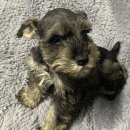 Placed: Skylark: Blue- Salt pepper with white chest male - Salt and pepper male Miniature Schnauzer puppy in Ravensdale, Washington from Serenity Schnauzers