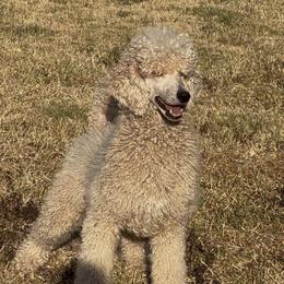 Dash. - Poodle