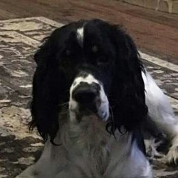 Beat - English Springer Spaniel