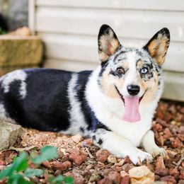 American Corgis and Pembroke Welsh Corgis from Turnbull Corgis