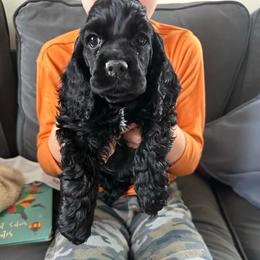 Grey collar - Black male Cocker Spaniel puppy in Cincinnati, Ohio from Abundance of Joy LLC Cocker Spaniels