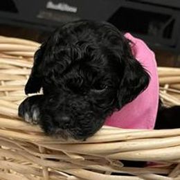 Labradoodles from Becky’s Doodle dynasty