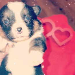 American Corgi Puppies from Highland corgis