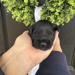 Hot Pink Girl - Black and silver female Miniature Schnauzer puppy in Oneonta, Alabama from Murphree Valley Kennels