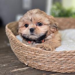 Saylor - Brindle male Shih Tzu puppy in Hartville, Missouri from Petty Paws