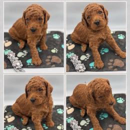 Hazel - Red  female Poodle puppy in Mount Vernon, Illinois from AMC Poodles