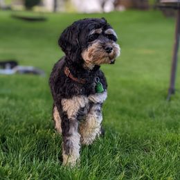 Kip - Cockapoo