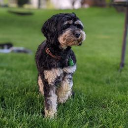 Kip - Cockapoo