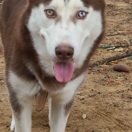 Rue - Siberian Husky