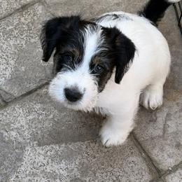 Ace - Tri-color male Russell Terrier puppy in Hollister, California from Oak Creek Jacks