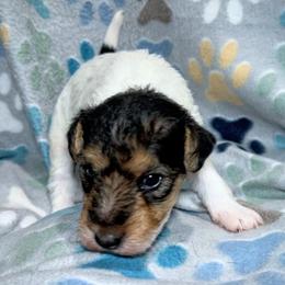 Last-Born Boy - White tan and black male Wire Fox Terrier puppy in Ennis, Texas from Syrayed Farm