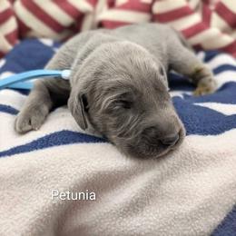 Girl 2 - Blue female Weimaraner puppy in Evart, Michigan from Drehbar Weimaraners