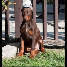 Doberman Pinscher Puppies from Riviera Dobermans