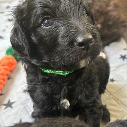 Aussiedoodle Puppies from Friendship Family Farm