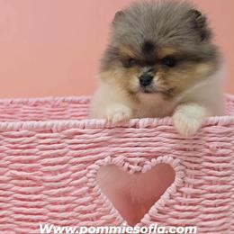 Hailey - Blue merle female Pomeranian puppy in Los Angeles, California from Pommies of LA