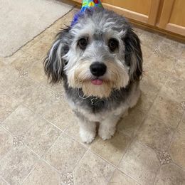 Aussiedoodle All Grown Up from Fetch Love Farms