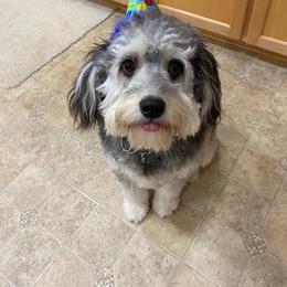 Aussiedoodle All Grown Up from Fetch Love Farms