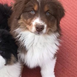 Australian Shepherds and Finnish Lapphunds from Midnight Island