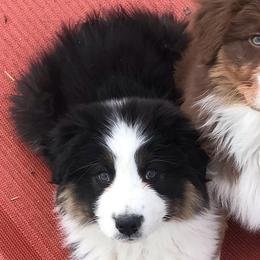 Australian Shepherds and Finnish Lapphunds from Midnight Island