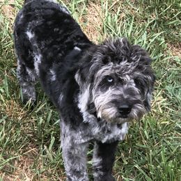 Merlin - Goldendoodle