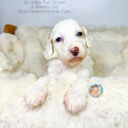 Pearl - Parti female Double Doodle puppy in Southwest Ranches, Florida from Dandy Doodle Ranch
