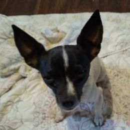 Toy Fox Terriers from Shyanns Toy Fox Terriers