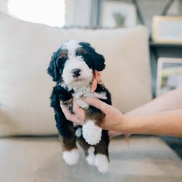 Feta - Tri-color male Bernedoodle puppy in Murray, Utah from Sun Valley Doodles