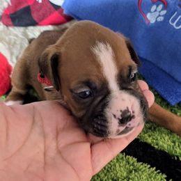 Red Collar Boy - Fawn male Boxer puppy in Thonotosassa, Florida from Seufzer's Boxers