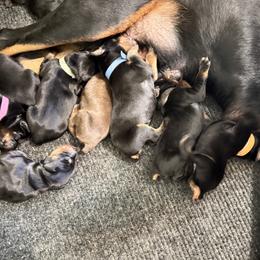 Gemma - Black and rust female Doberman Pinscher puppy in Boyd, Texas from Team Feem Breeders