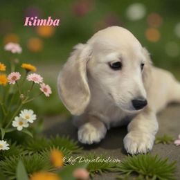 Dolly - Cream female Dachshund puppy in Oklahoma City, Oklahoma from OkieDoxieland Dachshunds