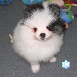 Lucien - Tri-colored male Pomeranian puppy in Jacksonville, Florida from L'Orlean Kennels