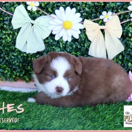Wishes - Red tri female Miniature Australian Shepherd puppy in Madisonville, Texas from Flying LL Aussies
