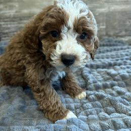 Nathan - Red male Cavapoo puppy in Osseo, Michigan from Smiths Fluffy butts
