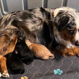 Boy 1 - Black phantom male Aussiedoodle puppy in Central Islip, New York from Fifth Avenue Australian Shepherds