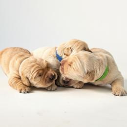 Golden Retriever puppies from Full of Grace Goldens