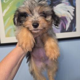 Aussiedoodle puppies from Southpaw Herders LLC