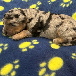 Cola - Blue merle male Aussiedoodle puppy in Nottingham, Pennsylvania from Nottingham Aussiedoodles