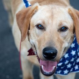 Labrador Retrievers from Hunter Mill Retrievers