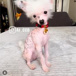 Chinese Crested Puppies from Lucky Star Chinese Crested Dog